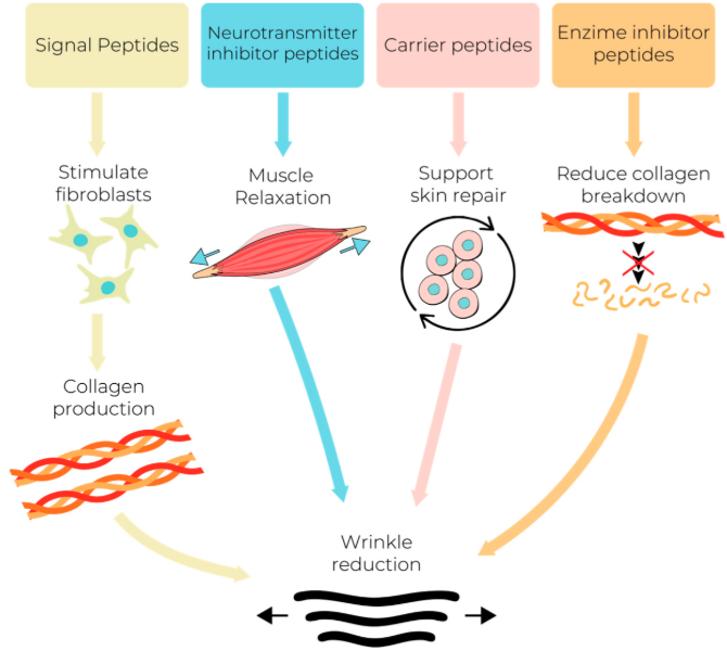 Signs and Characteristics of Aging