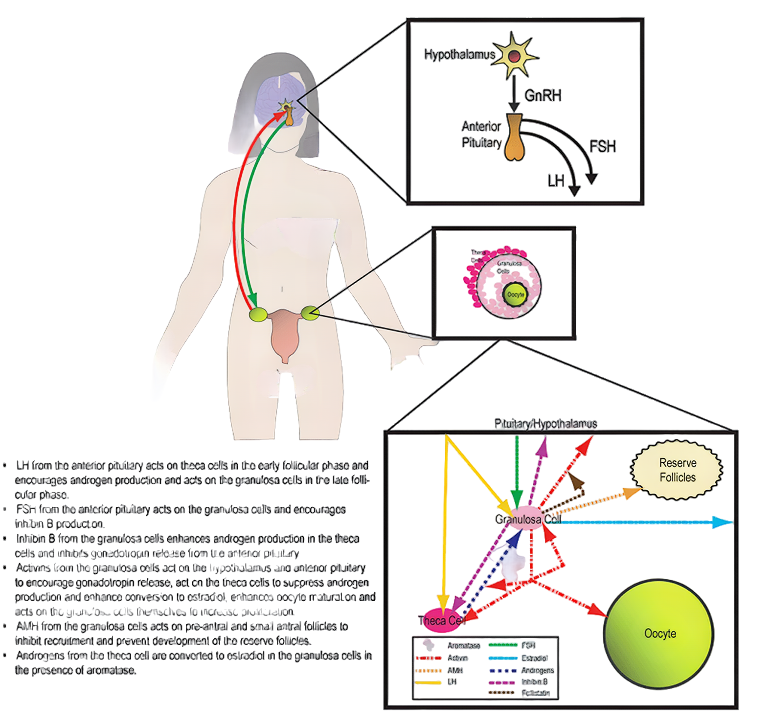 The Role of Chonluten in Promoting Luteinizing Hormone Production in Reproductive Endocrine Regulation
