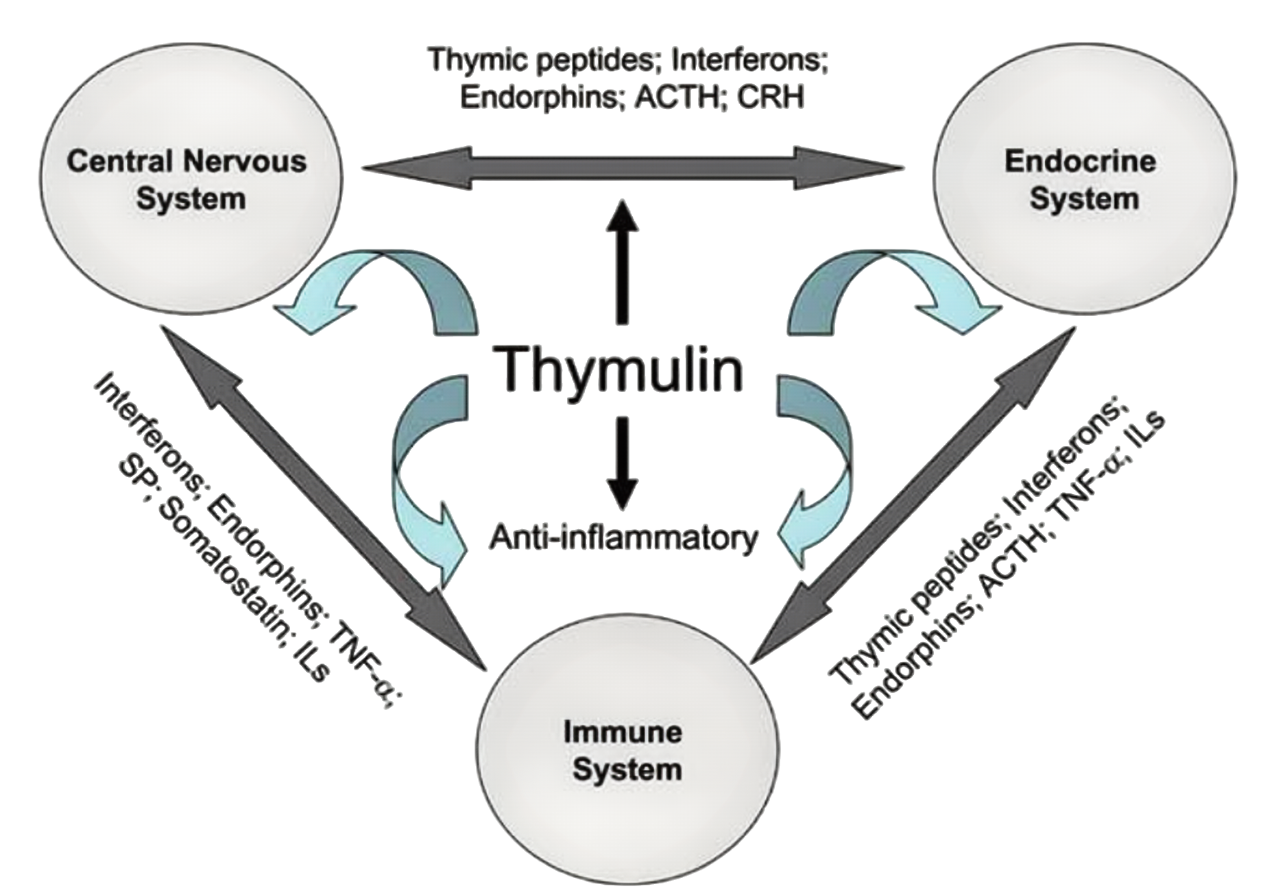 Thymulin: Regulating Immune System Function