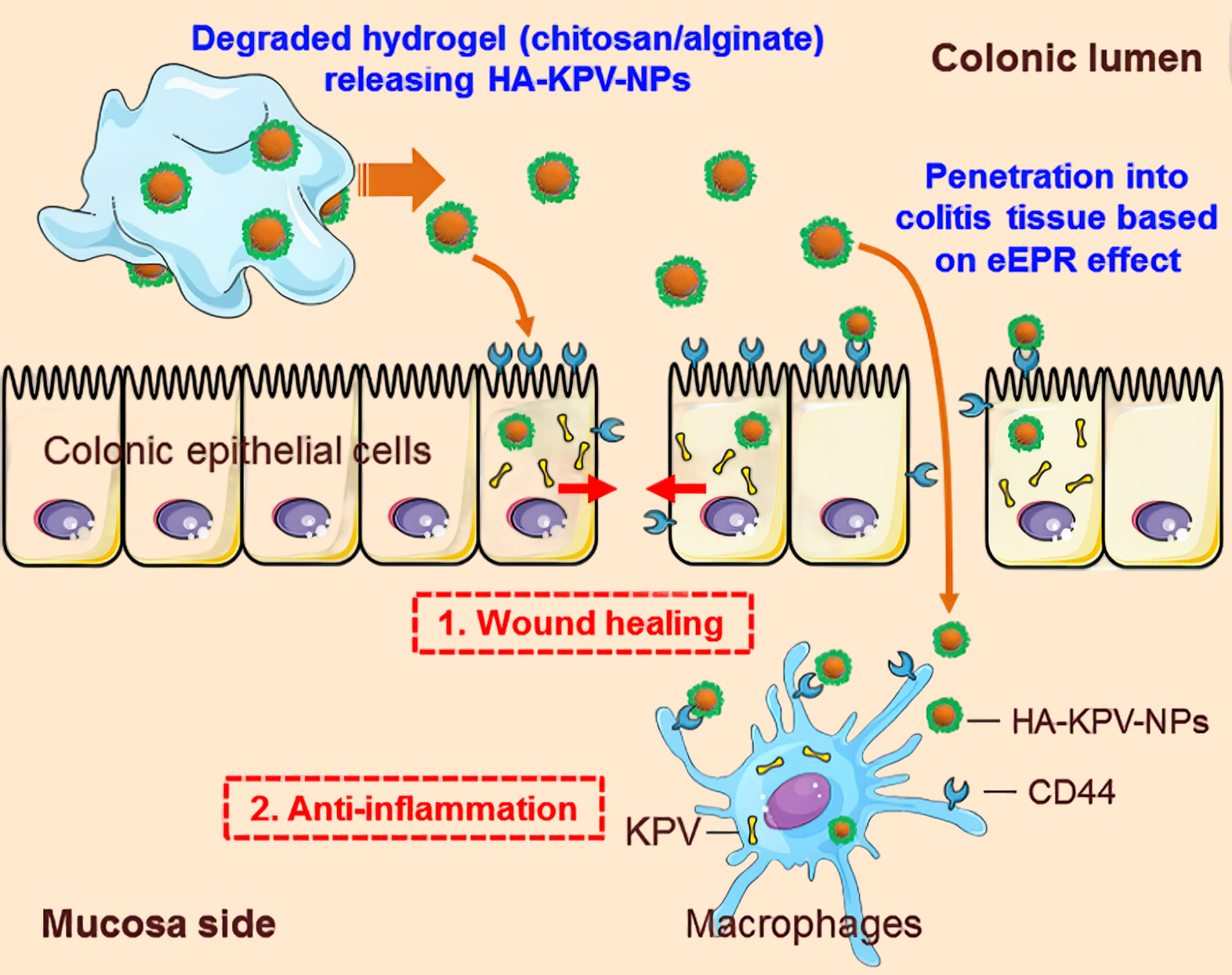 KPV: Anti-inflammatory