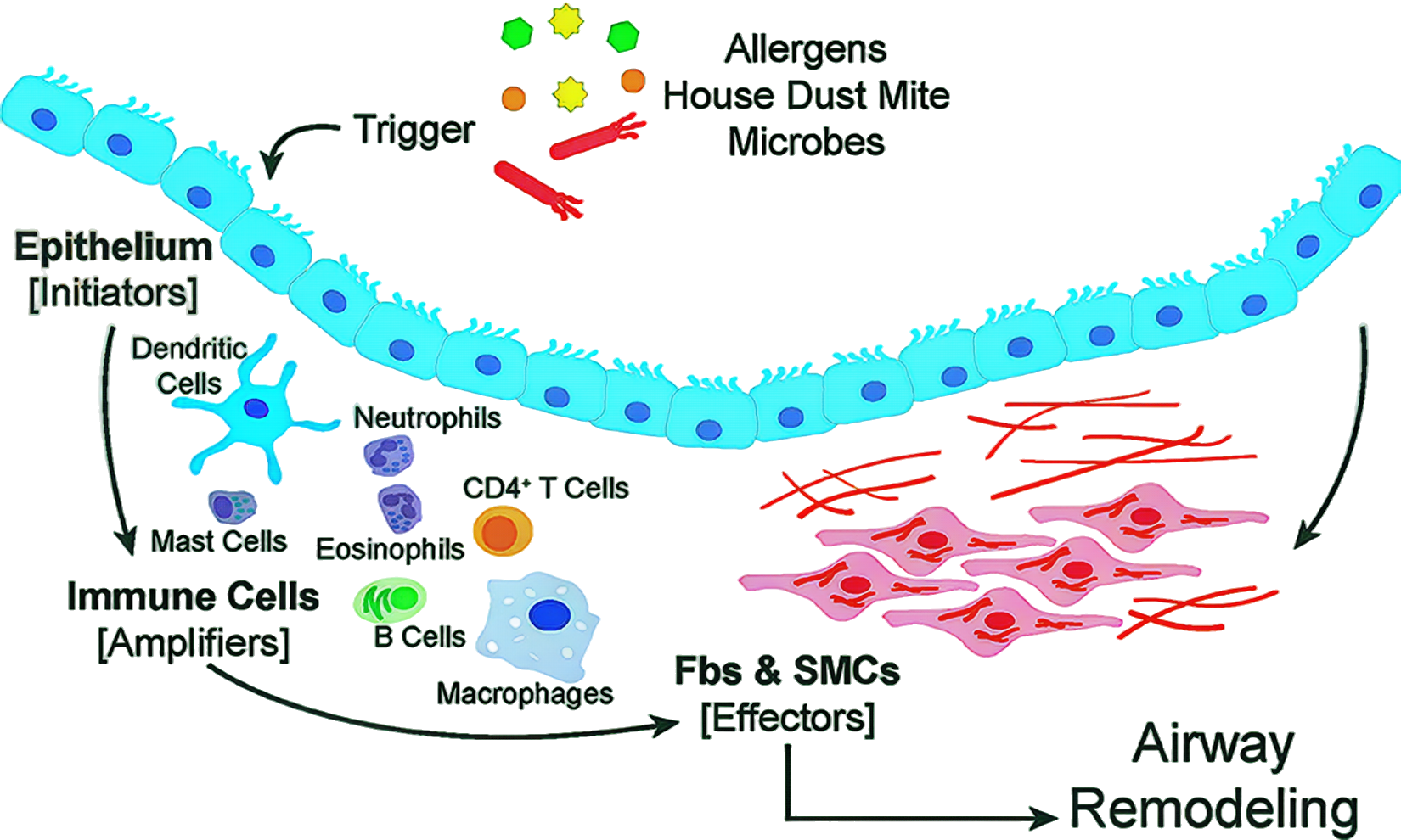 Anti-inflammatory Effects of Bronchogen on Airway Inflammation in Patients with Asthma and Chronic Bronchitis