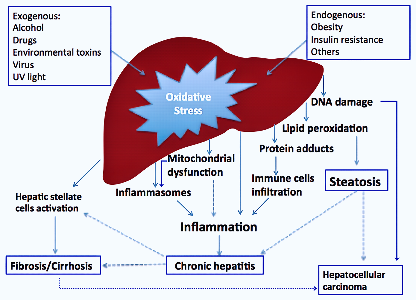 The Protective Effect of Livagen Against Liver Damage Through Antioxidant Stress