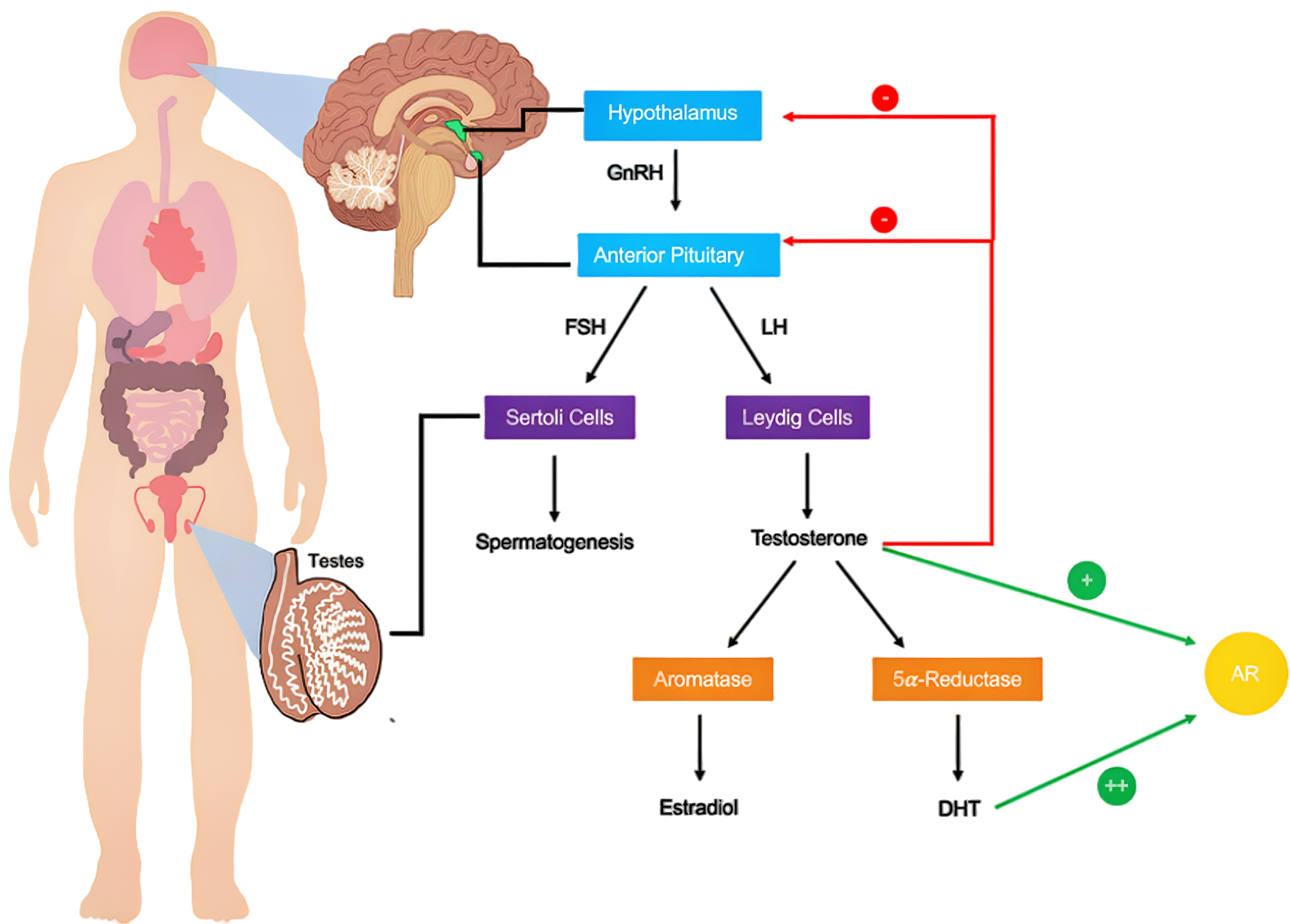 Testagen: Research and Applications for Enhancing Male Hormone Levels
