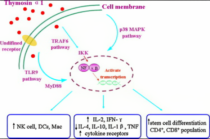 What is Thymosin Alpha-1?
