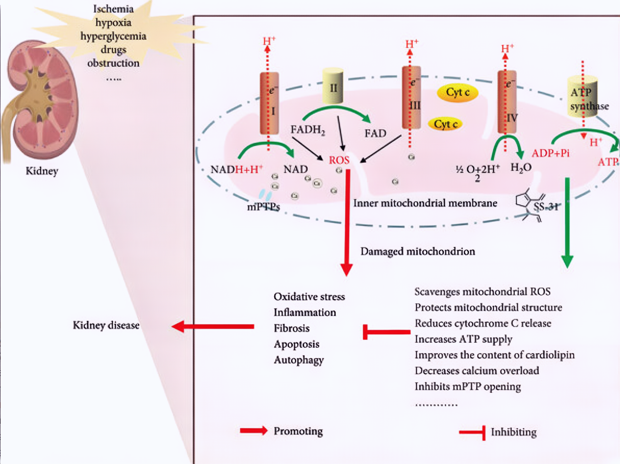 SS-31: Repairing Cellular Damage 
