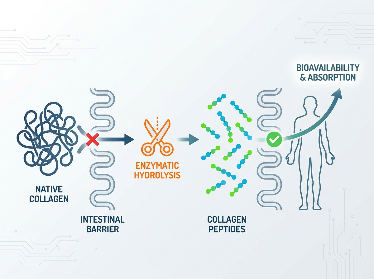 Collagen Peptides evaluation and sourcing